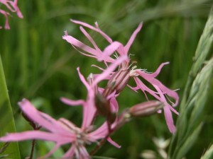 beskid wyspowy 38 (1)